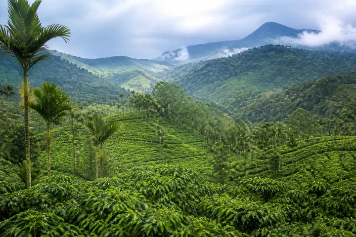 Lush coffee and spice hills in the Western Ghats